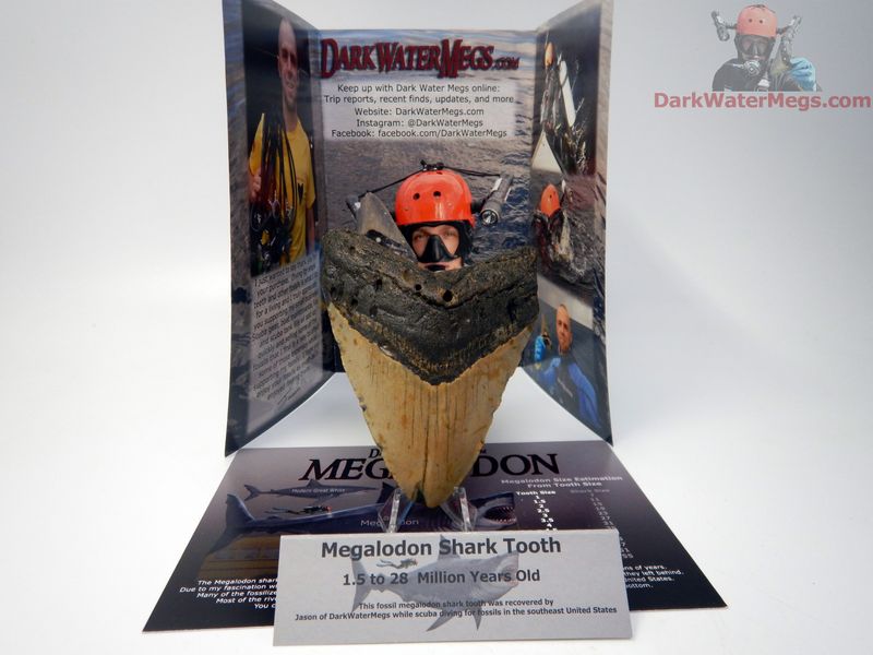 3.89" large megalodon - gift ready