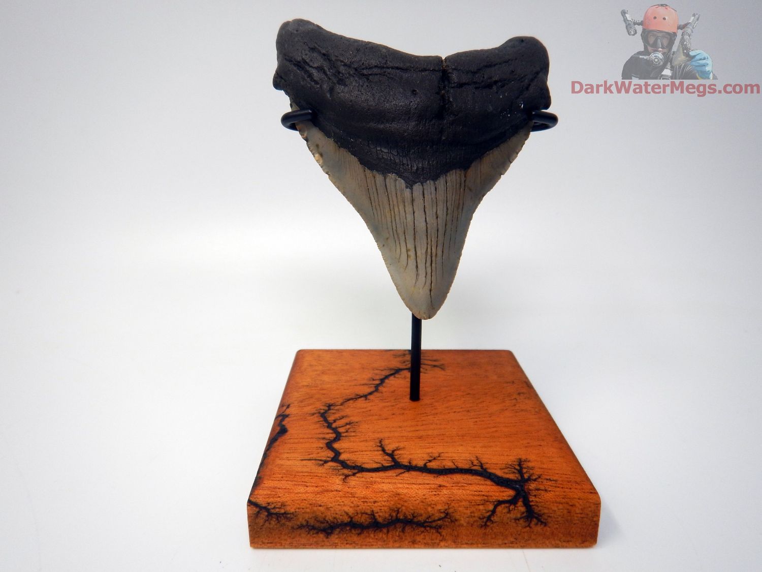 3.97&quot; large megalodon with premium stand