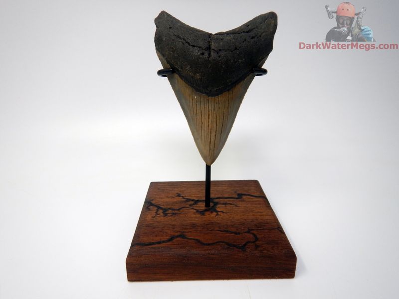 3.86" large megalodon with premium stand