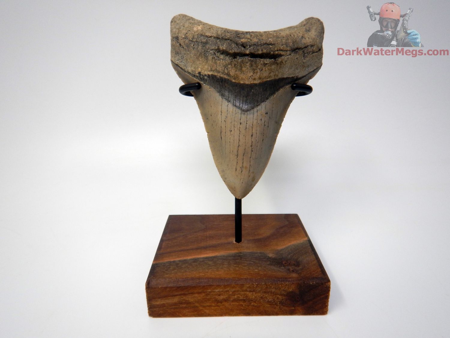 3.84&quot; large megalodon with stand