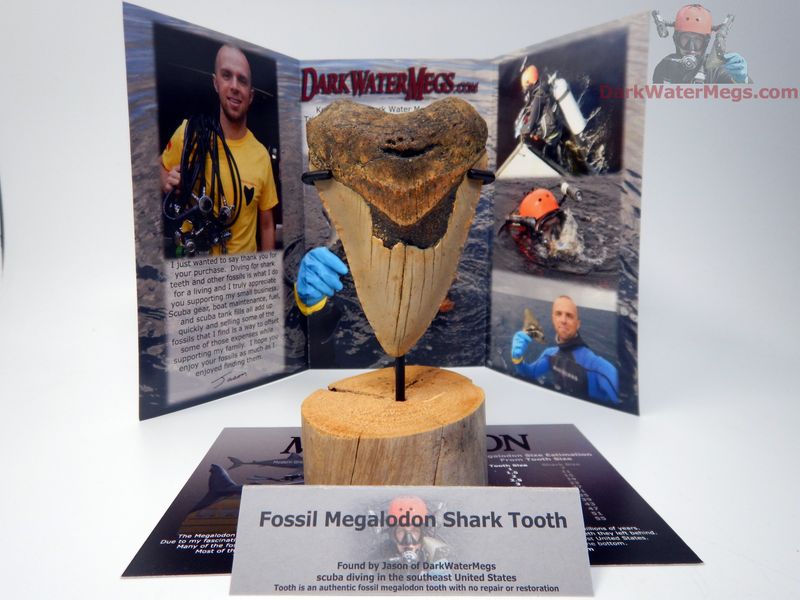 3.64" large megalodon with stand - gift ready