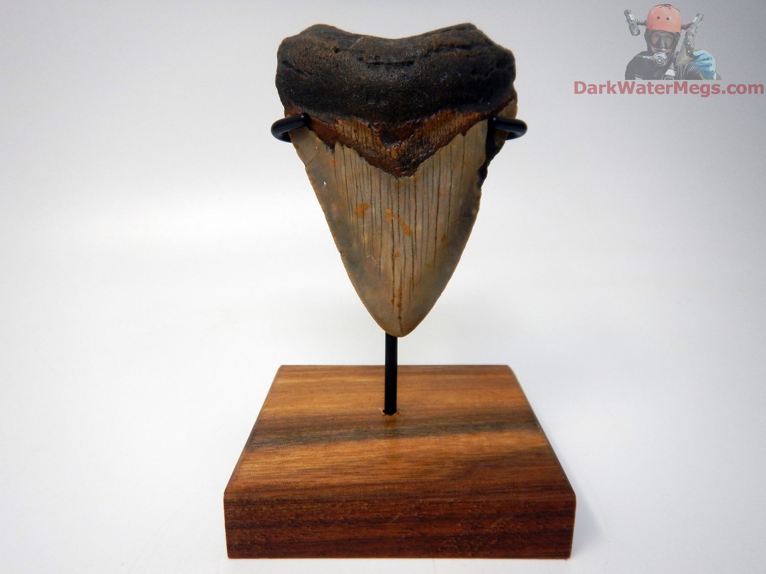 3.30&quot;  megalodon with stand
