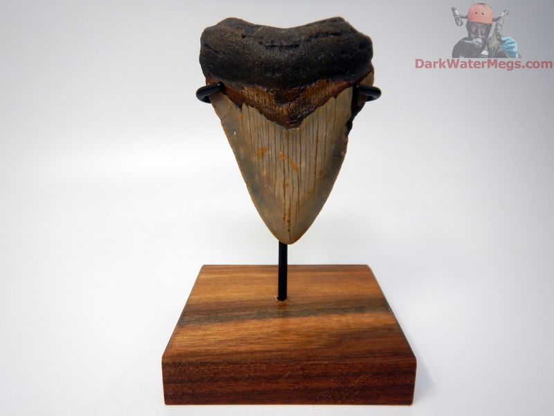 3.30"  megalodon with stand