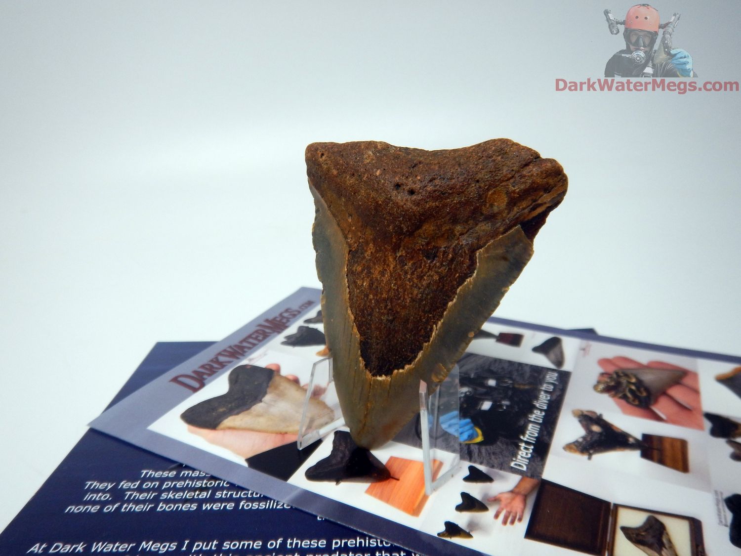 3.19&quot;  megalodon with clear stand - gift ready