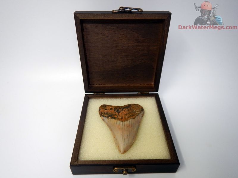 3.57"  megalodon with box