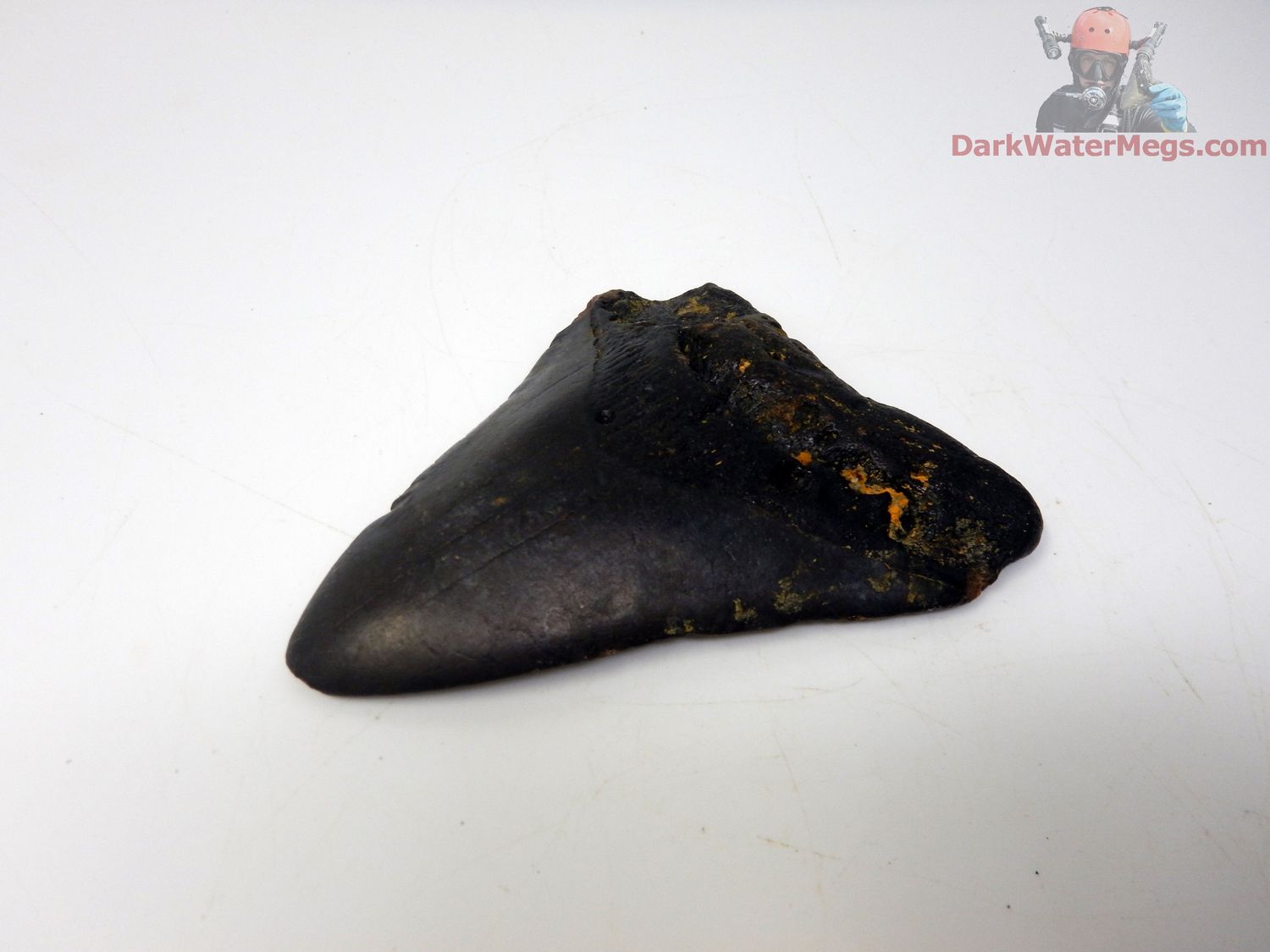 3.73&quot;  super dark megalodon