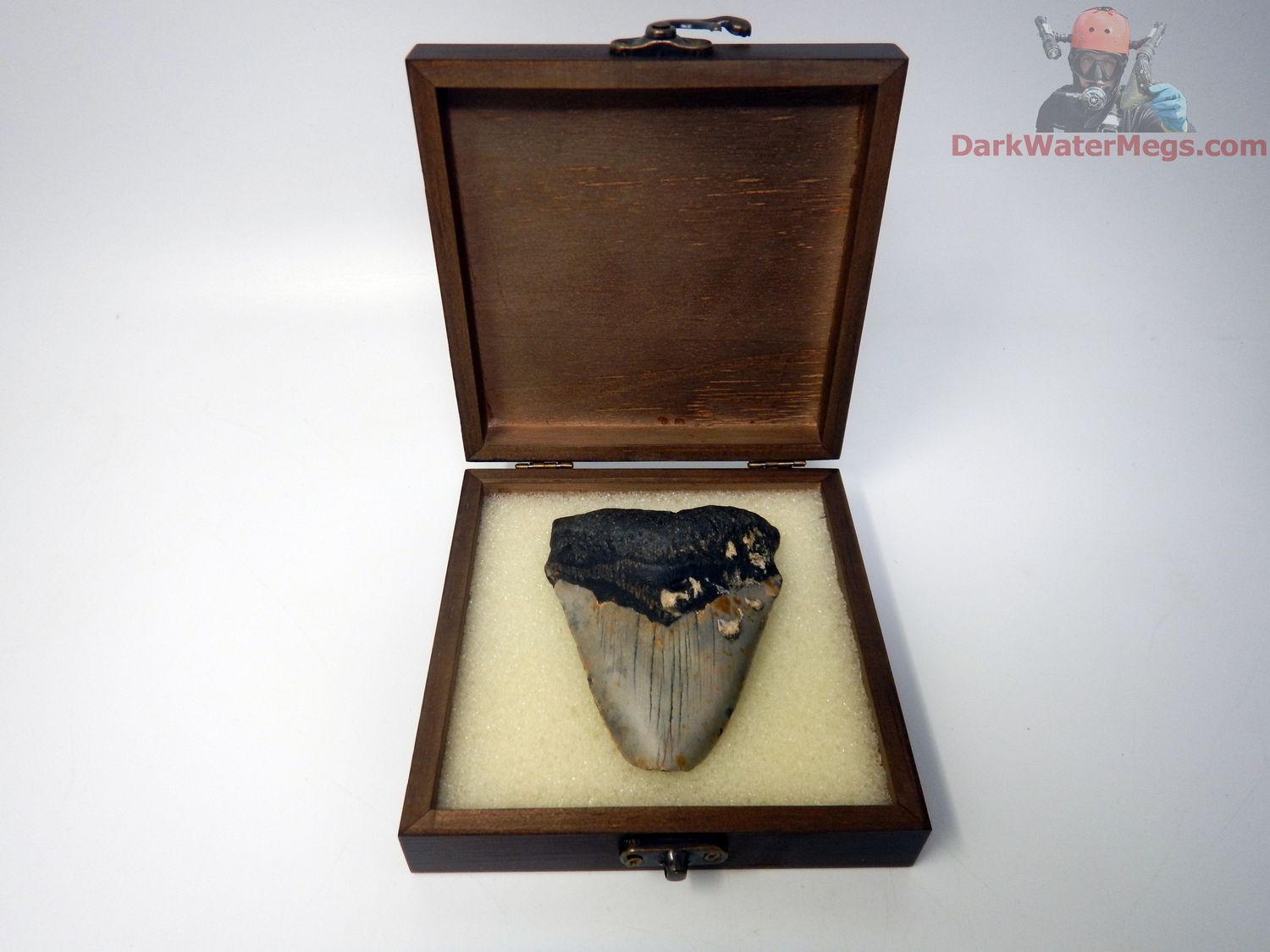 3.77&quot;  megalodon with box