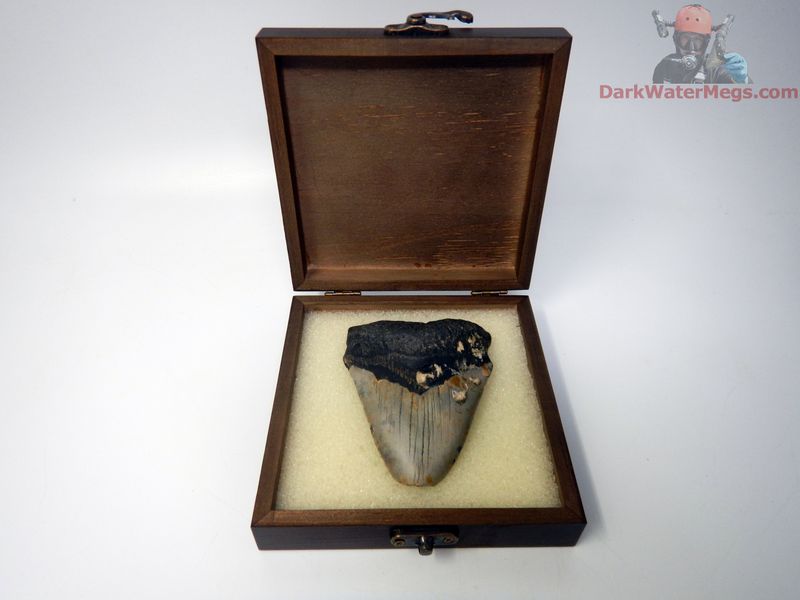 3.77"  megalodon with box