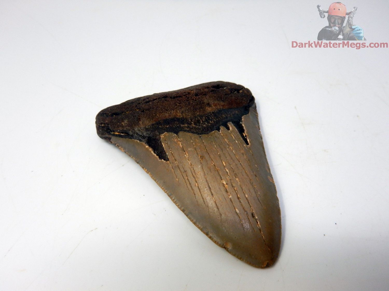 3.35&quot;  nice megalodon