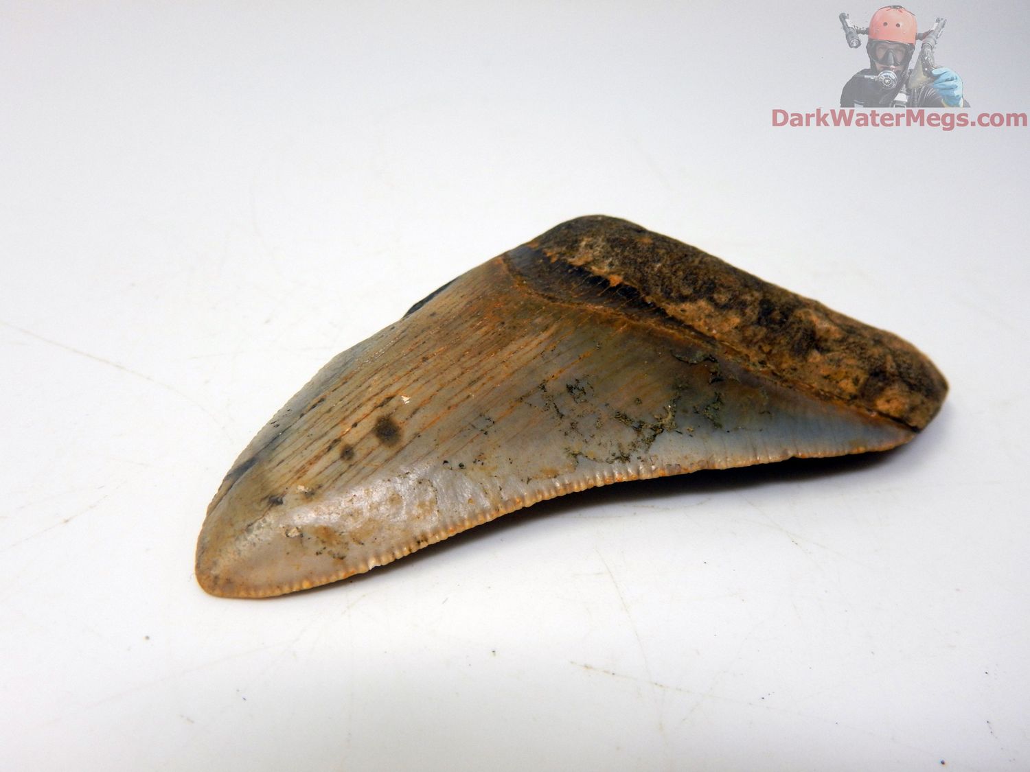 3.06&quot;  bargain megalodon