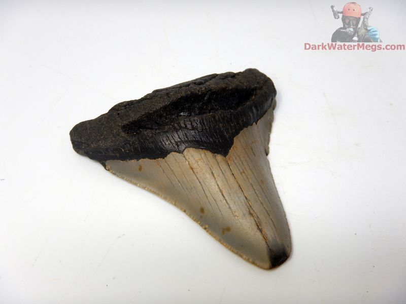 3.18"  wide rooted megalodon