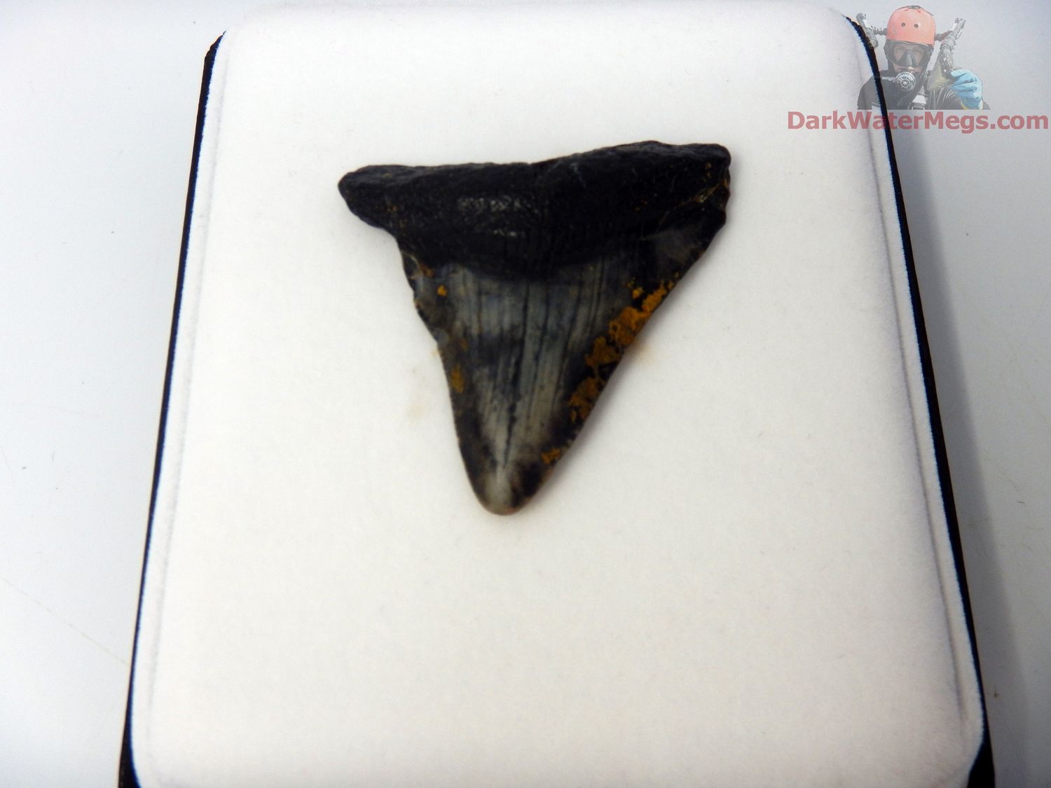 2.10&quot; small megalodon in display box