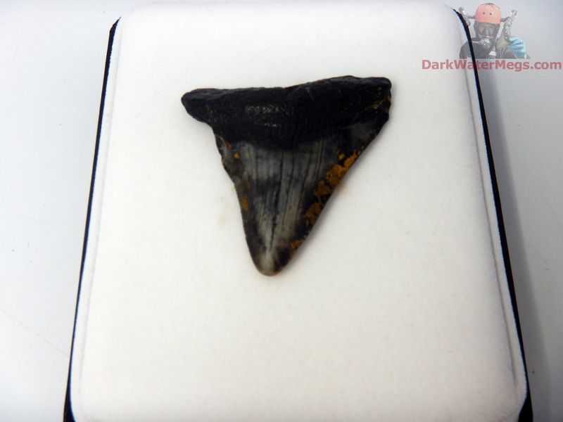 2.10" small megalodon in display box