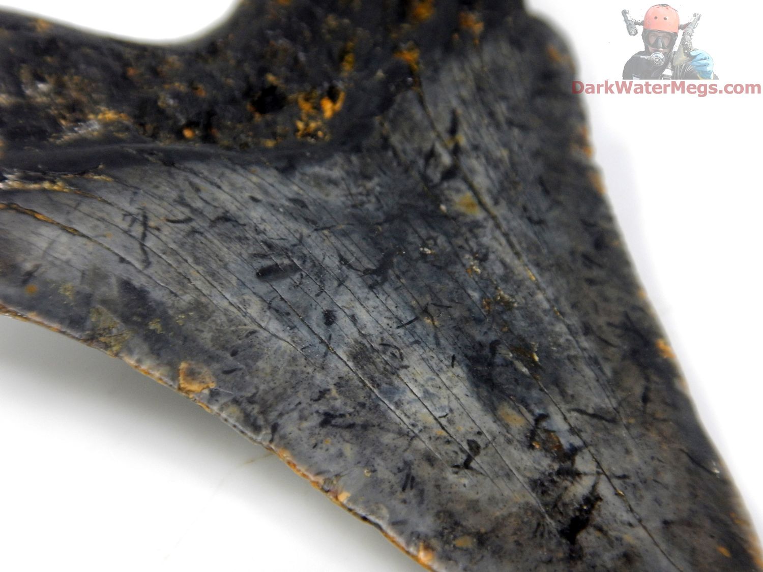 3.15&quot;  bargain pattern bladed megalodon