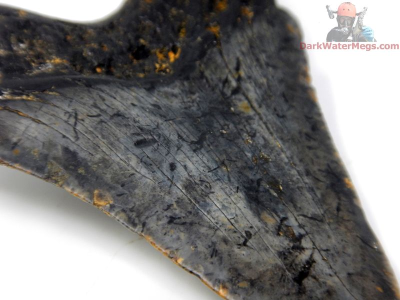 3.15"  bargain pattern bladed megalodon