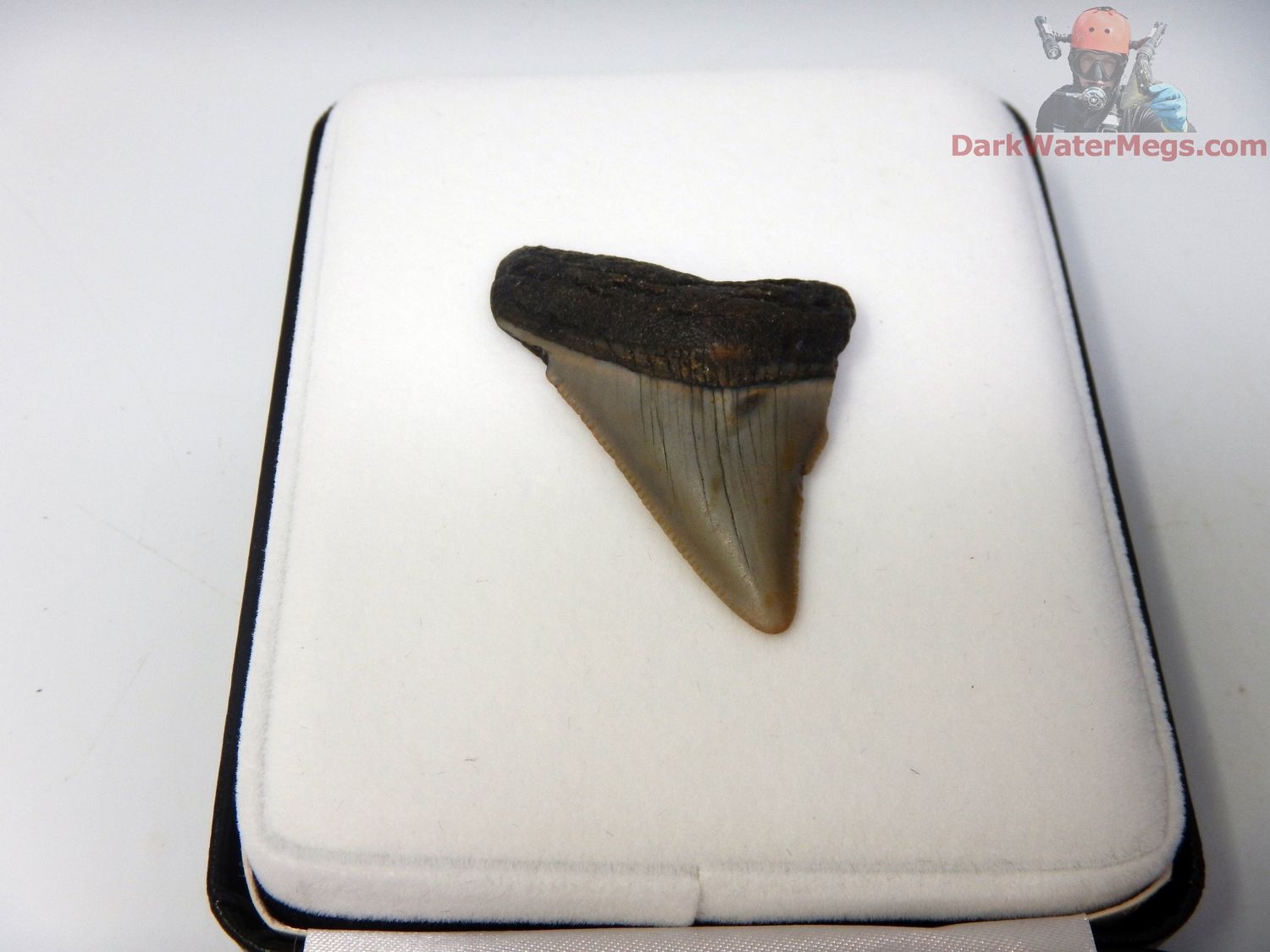 2.13&quot; small megalodon in display box