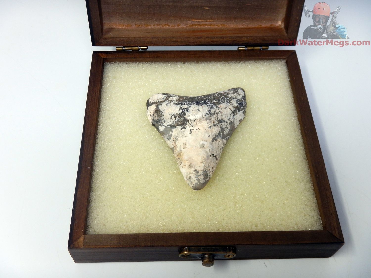 2.91&quot; megalodon in display box