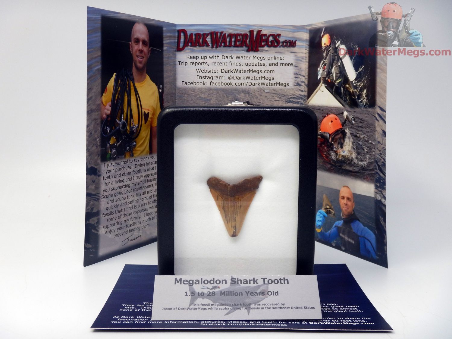 1.56&quot; small megalodon in display box - gift ready