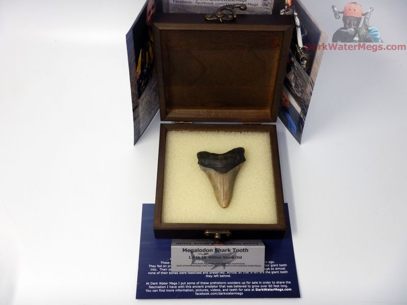 2.98" megalodon in display box - gift ready