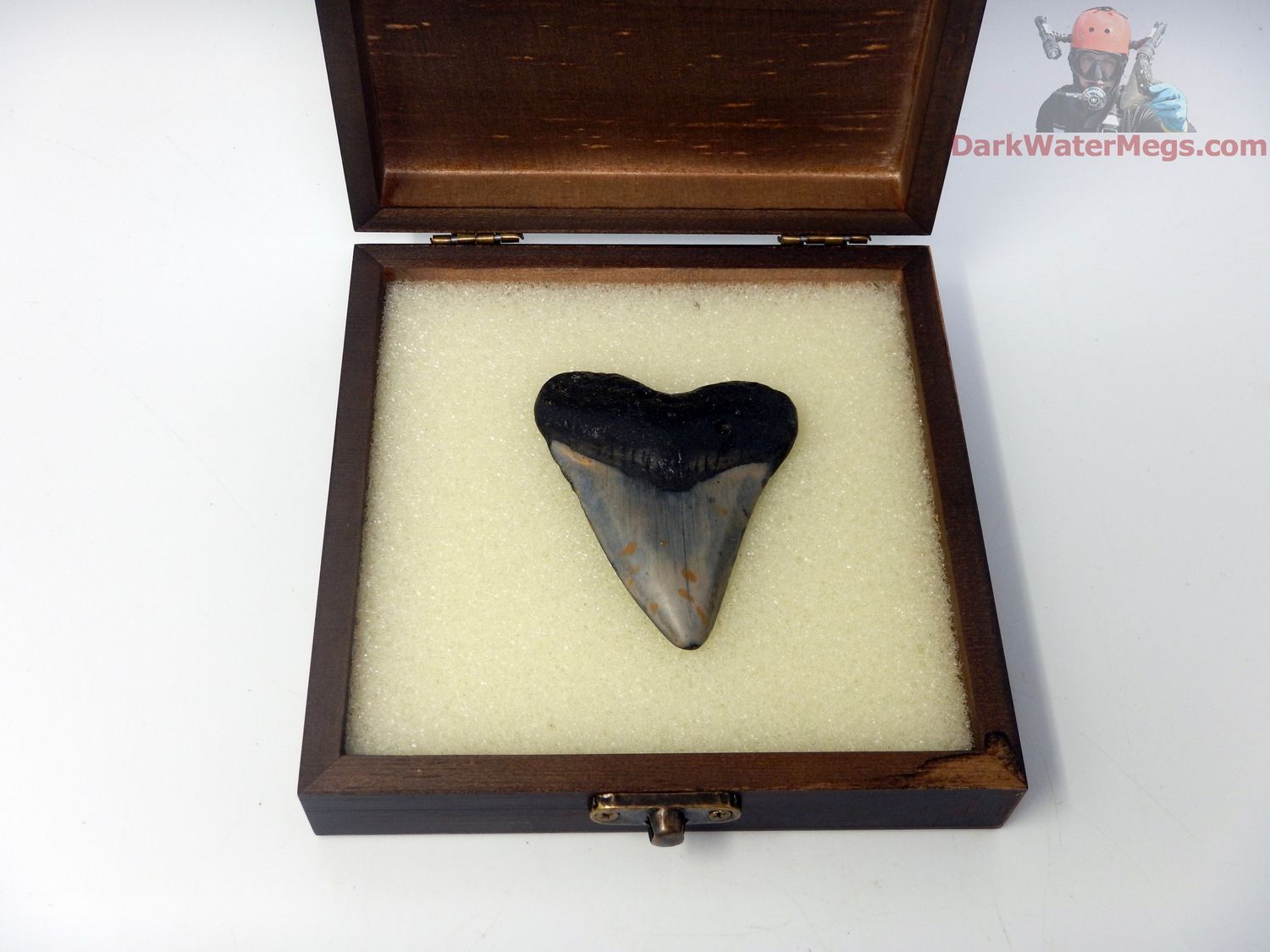 2.72&quot; megalodon in display box