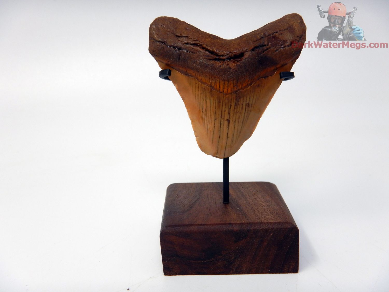 2.10&quot; small orange megalodon with stand