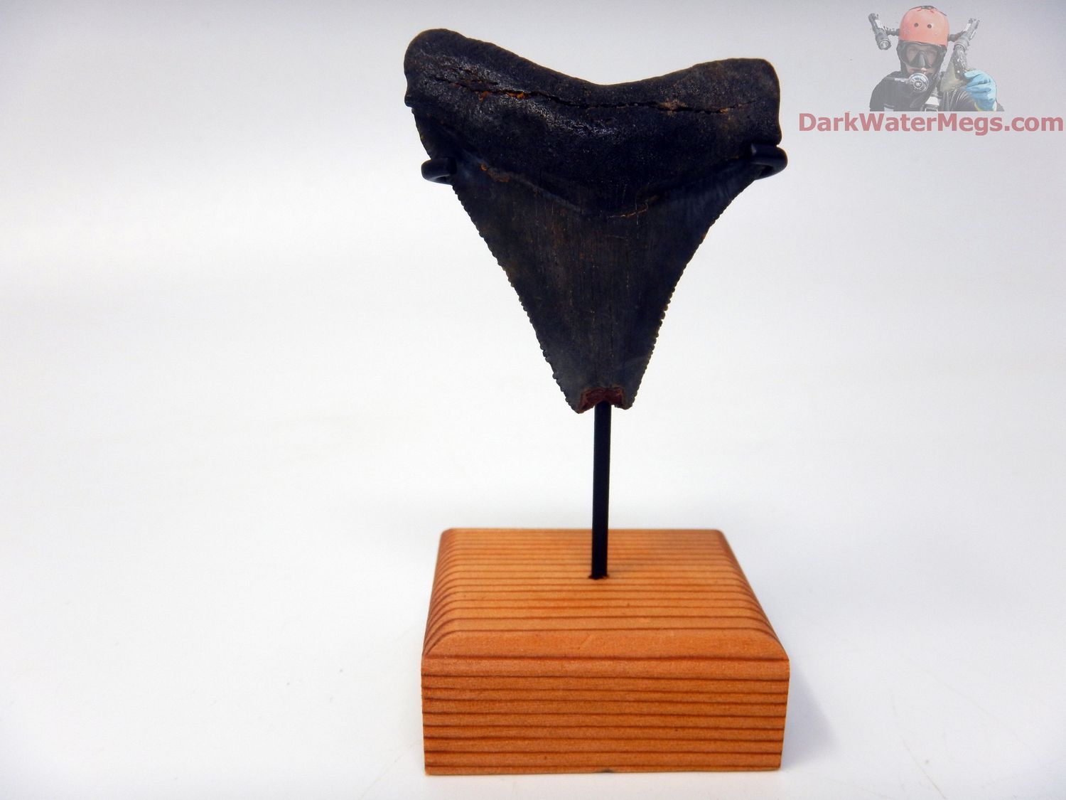 1.98&quot; small megalodon with stand