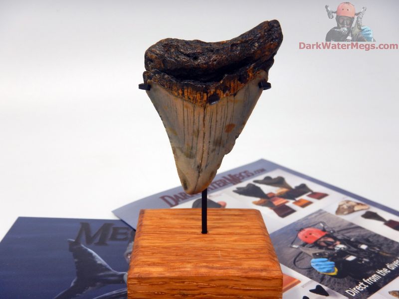 2.56" megalodon with stand - gift ready