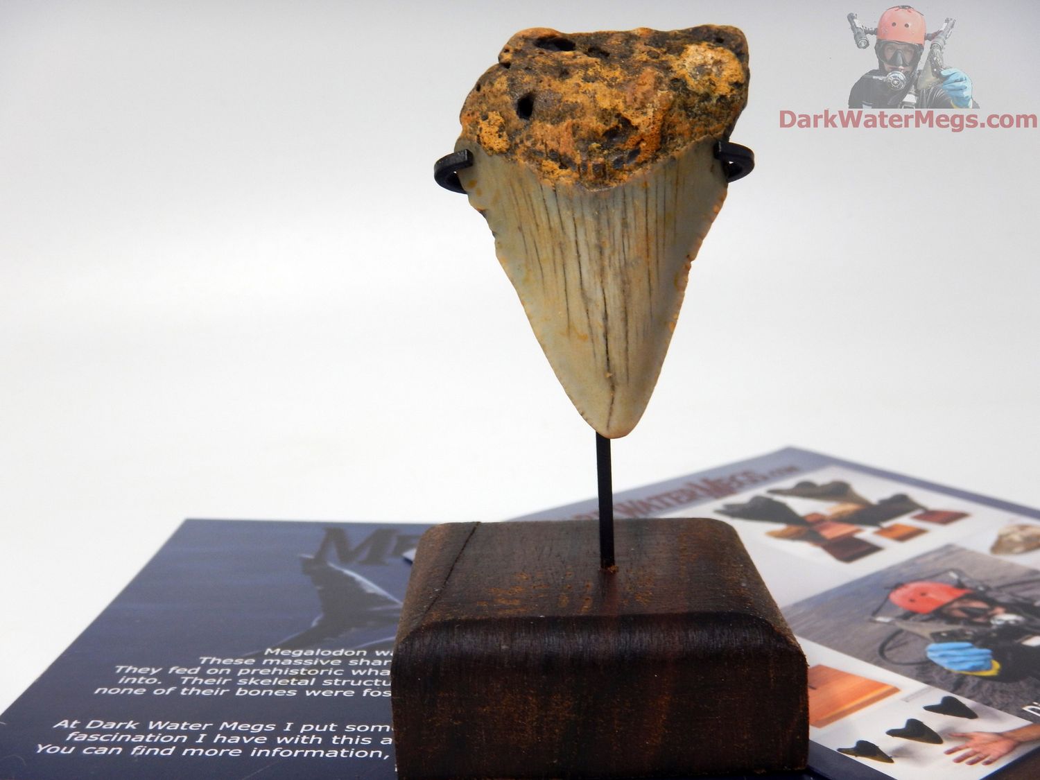 2.25&quot; megalodon with stand - gift ready