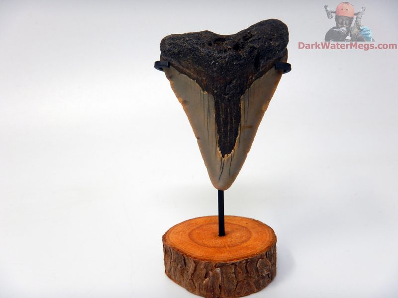 2.23" small megalodon with stand