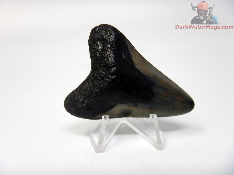 2.25" small megalodon with clear stand