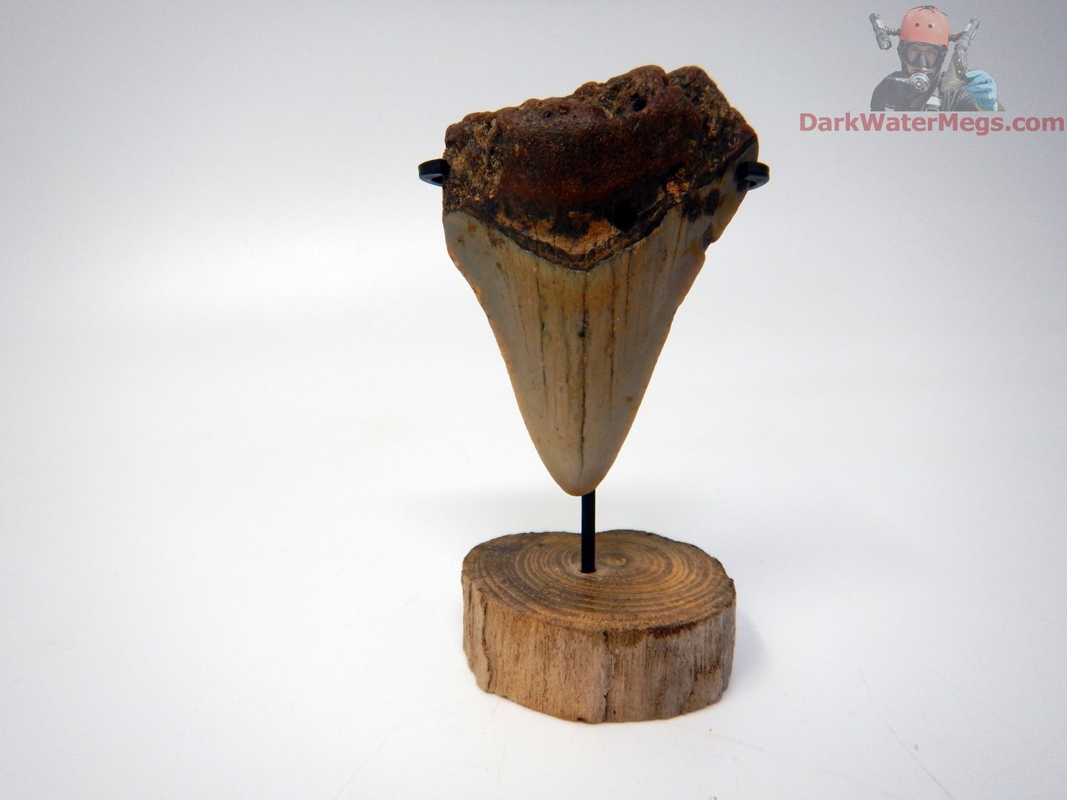 2.23&quot; baby megalodon with stand