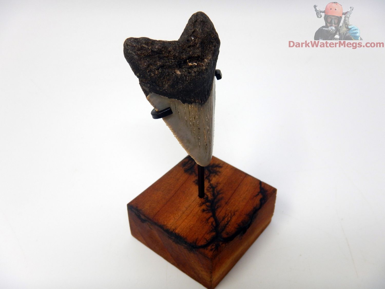 2.00&quot; tiny megalodon with stand