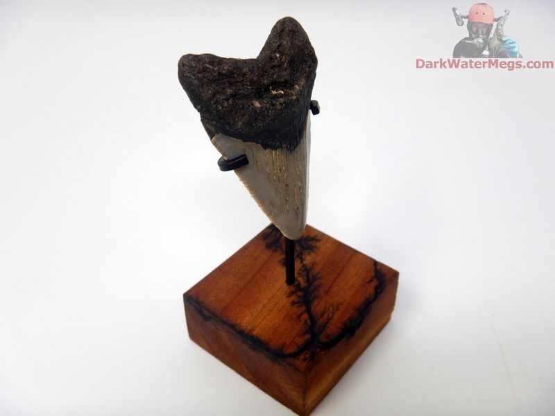 2.00" tiny megalodon with stand