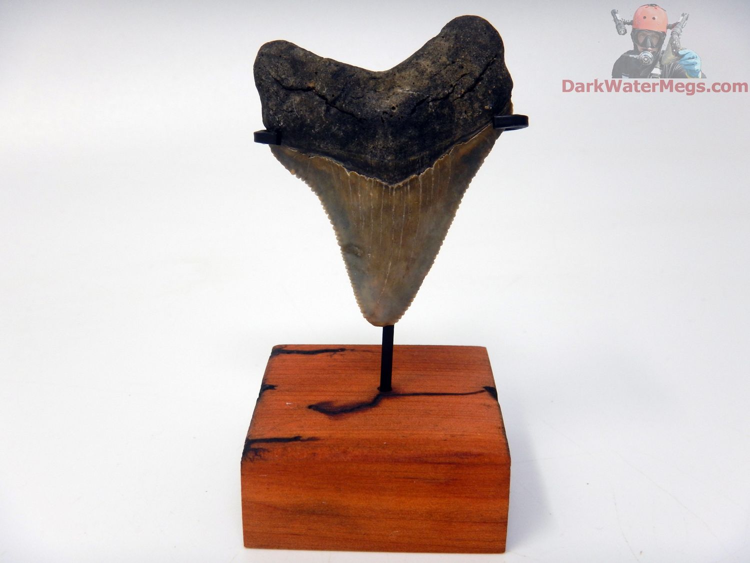 1.97&quot; tiny megalodon with stand