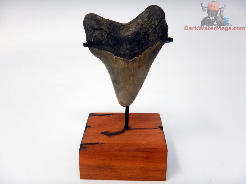 1.97" tiny megalodon with stand