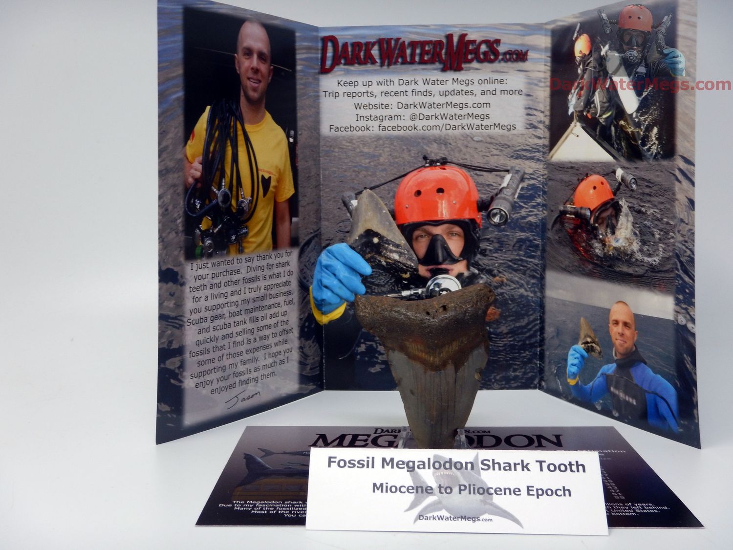 2.67&quot; small megalodon with clear stand - gift ready