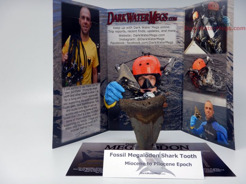 2.67" small megalodon with clear stand - gift ready