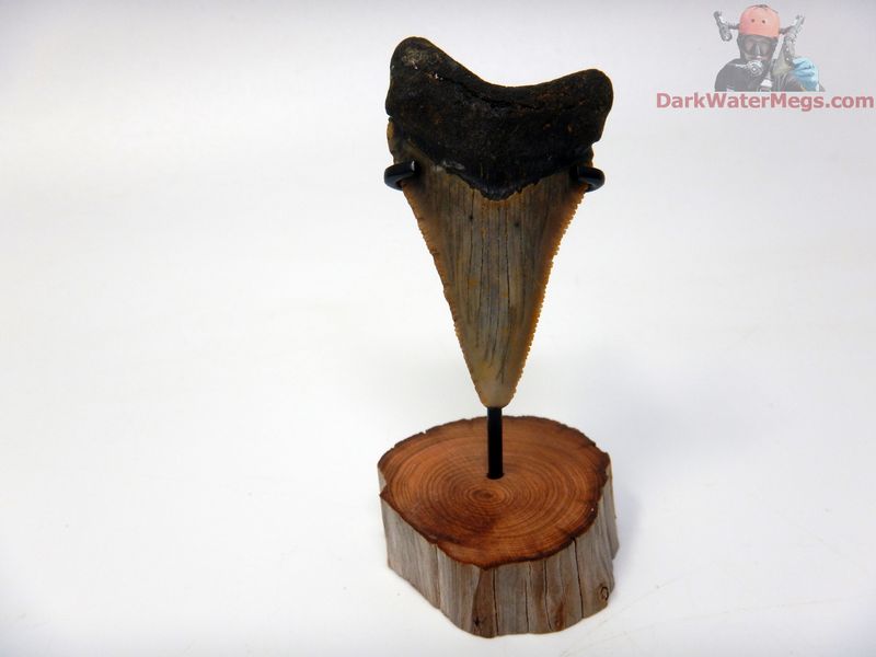 2.02" baby megalodon with stand