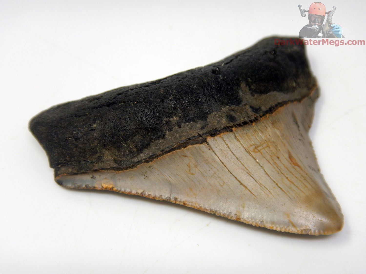 2.40&quot; super wide megalodon