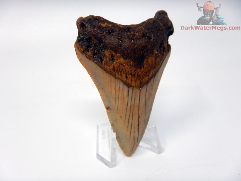 2.91" small megalodon with stand