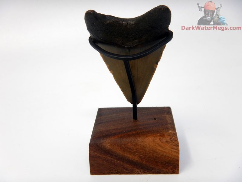 2.06" small megalodon with stand