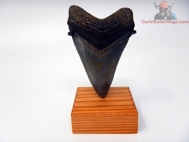 2.46" small dark megalodon with stand