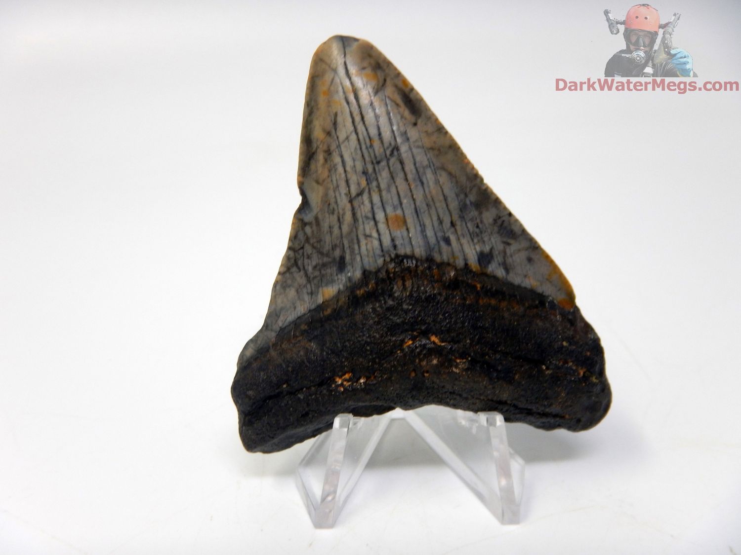 2.56&quot; small dark megalodon with clear stand