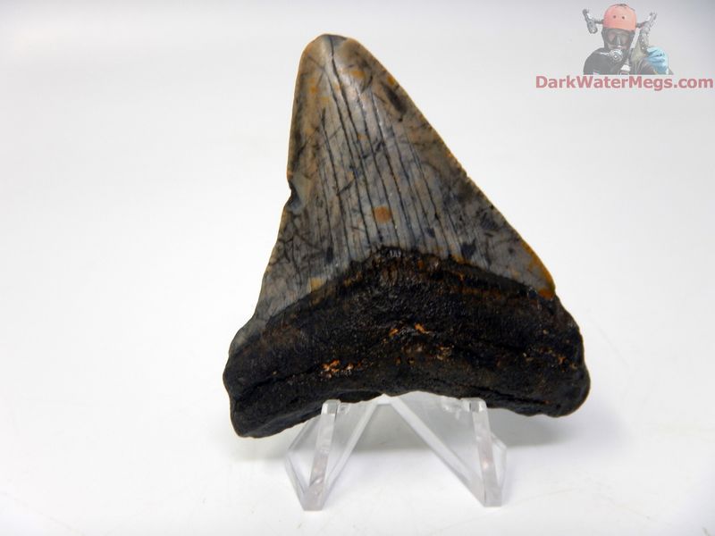 2.56" small dark megalodon with clear stand