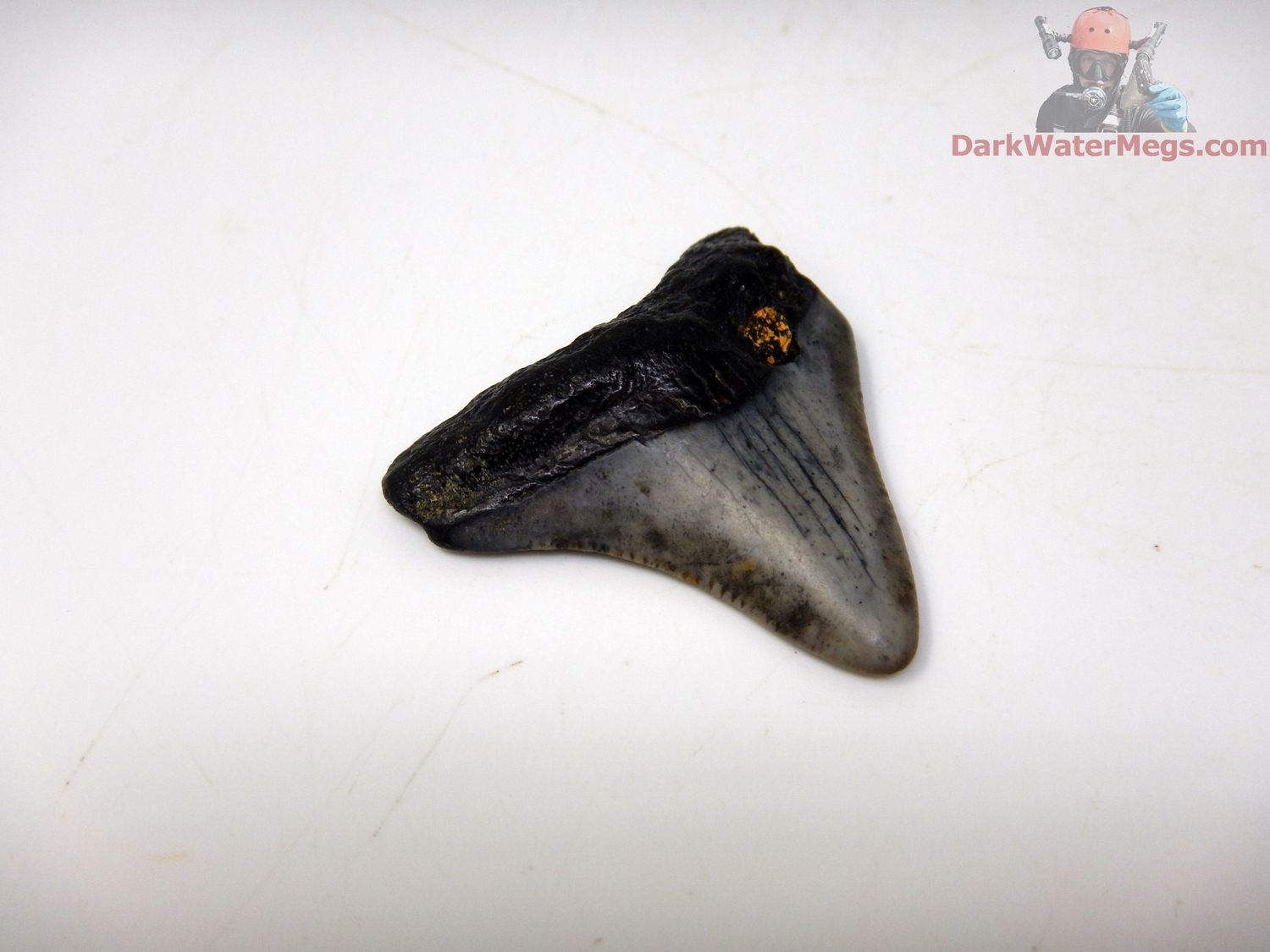 1.47&quot; baby megalodon