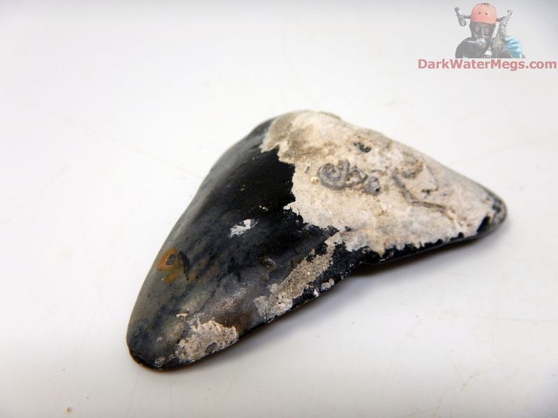 2.33" uncleaned megalodon