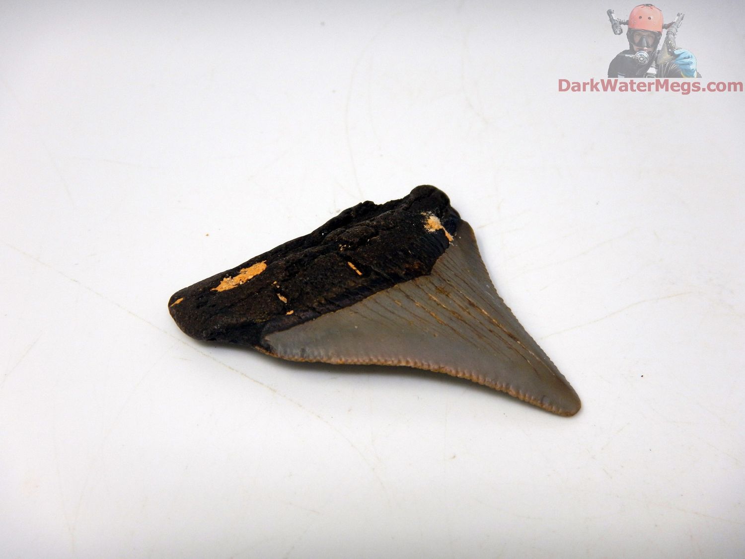 2.06&quot; small megalodon