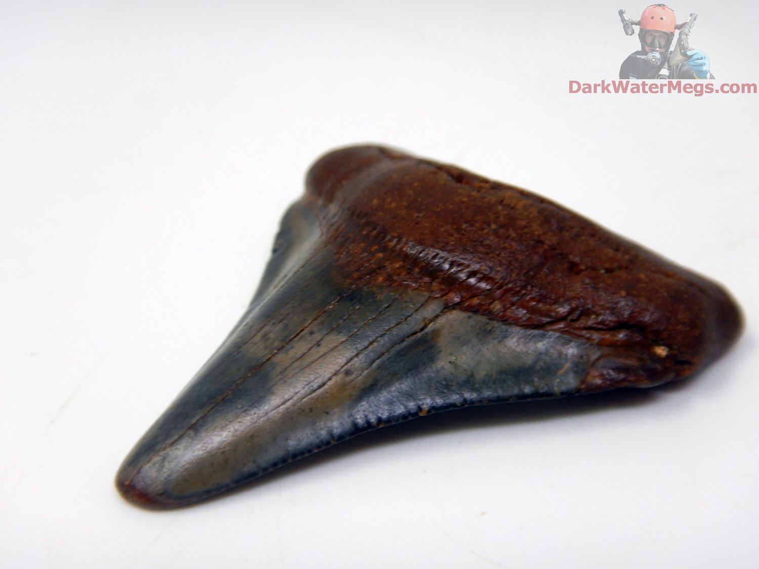 1.91&quot; wildly colored baby megalodon