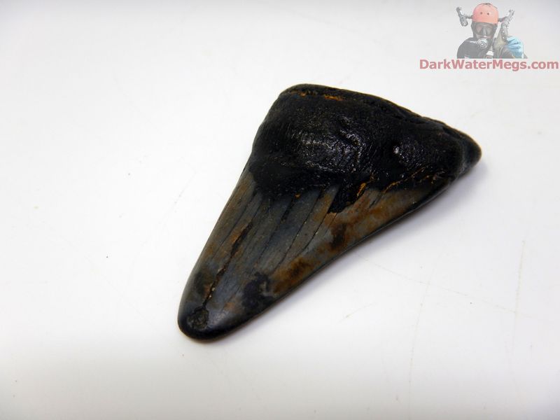 2.31" small megalodon