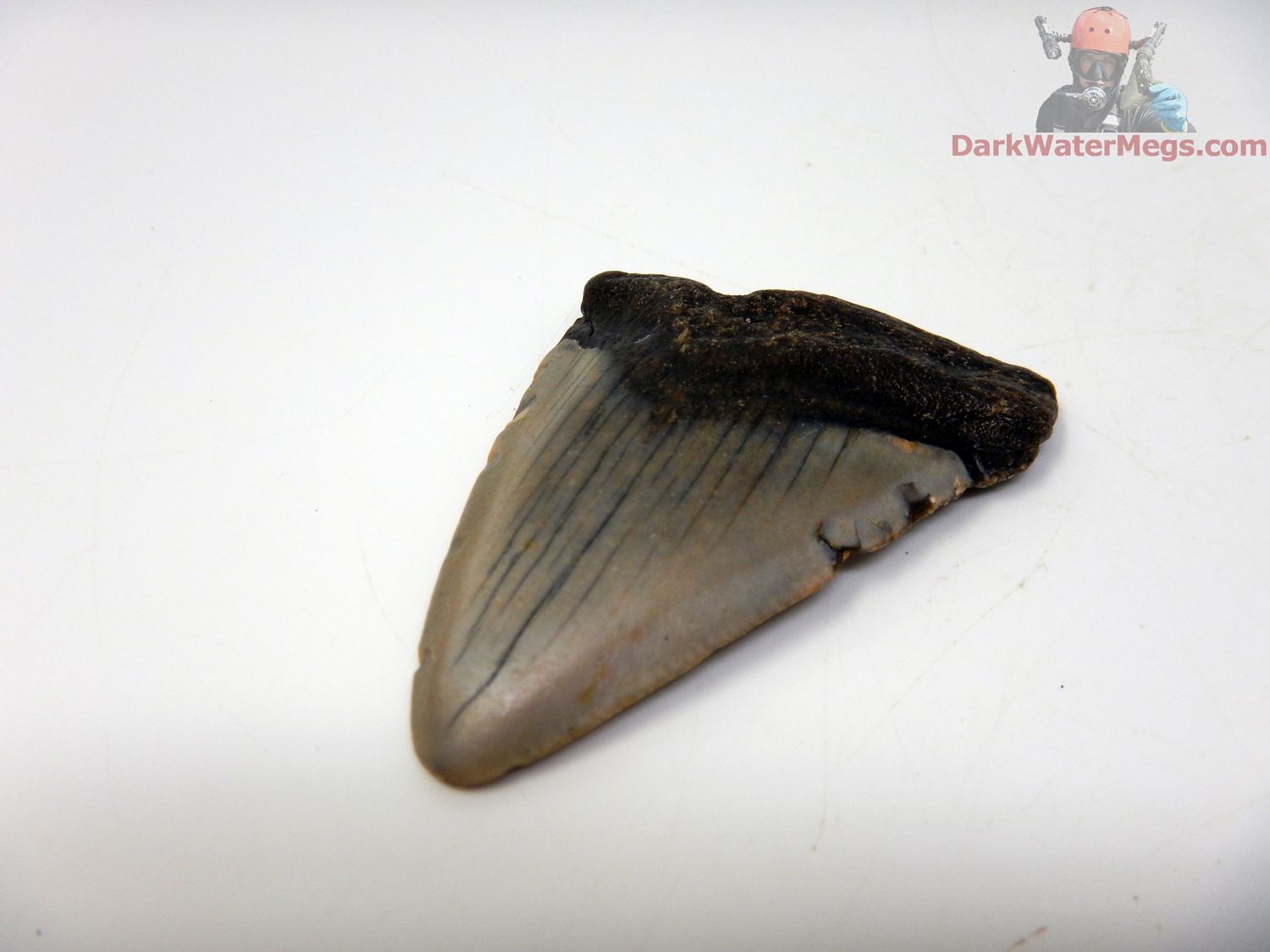 2.22&quot; small megalodon